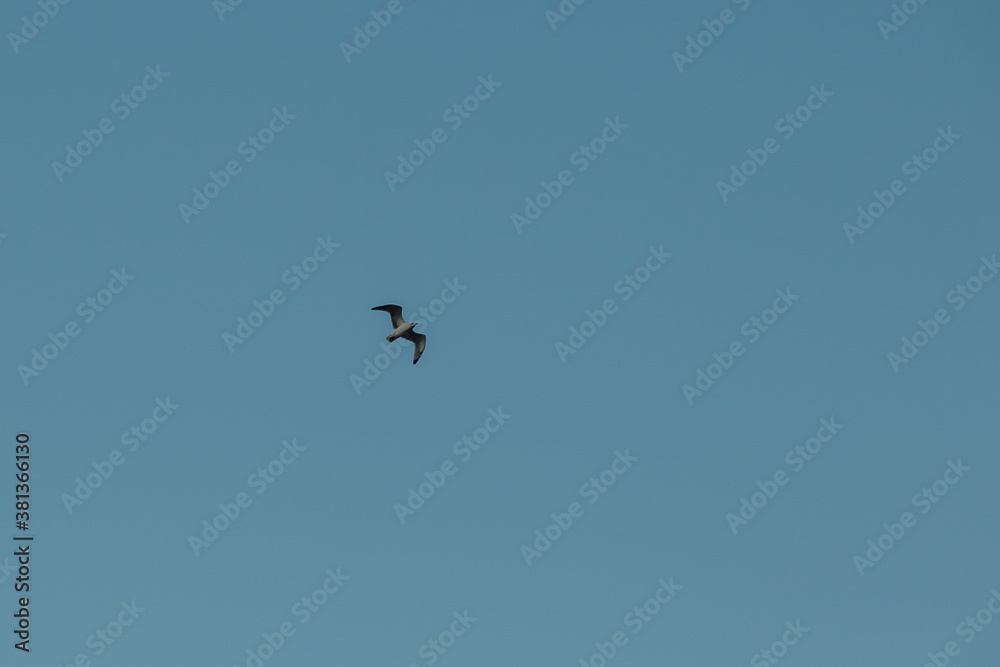 Seagull flies against the blue sky. Seagull in the sky closeup.