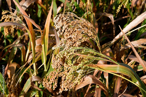 Agriculture  Sorghum