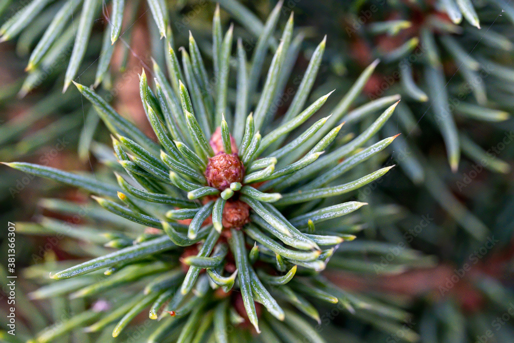 Details of a small fir in the fall with the buds for the next year Details of a small fir in the fall with the buds for the next year