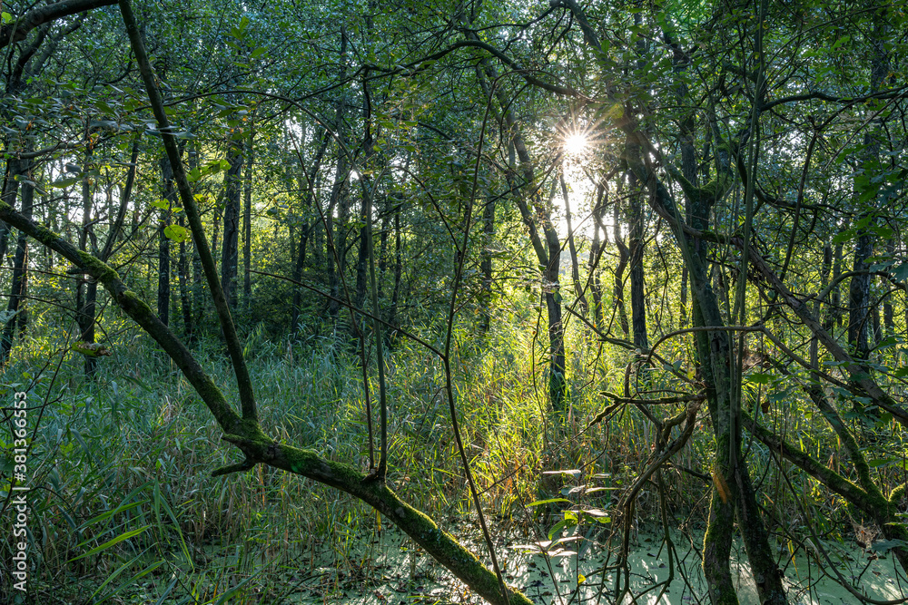 Obraz premium The rising sun shines through the trees and shrubs of the Prielenbos near Zoetermeer