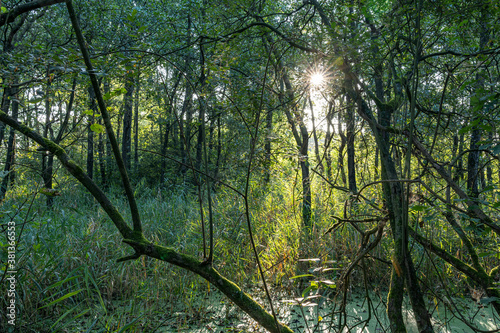 Fototapeta Naklejka Na Ścianę i Meble -  The rising sun shines through the trees and shrubs of the Prielenbos near Zoetermeer