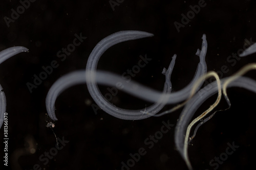 Schistosoma is a genus of trematodes, commonly known as blood flukes for education in laboratory. photo