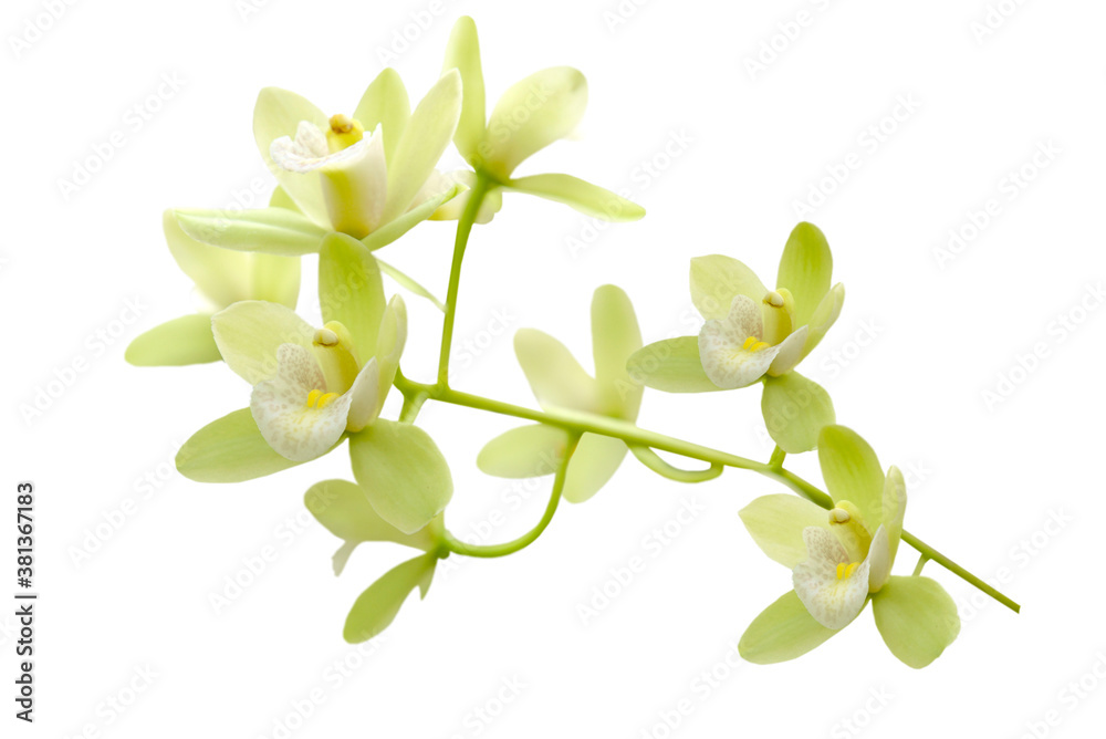 Obraz premium branch of yellow orchid isolated on white