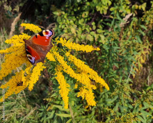 Motyl Rusałka pawik photo