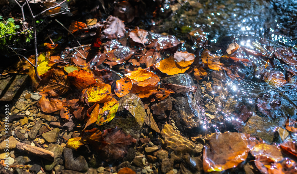 Fallen autumn colored leaves floating in a stream.