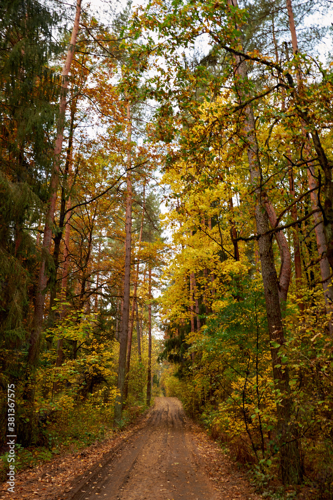 Rural road in the autumn forest strewing with yellow leaves.