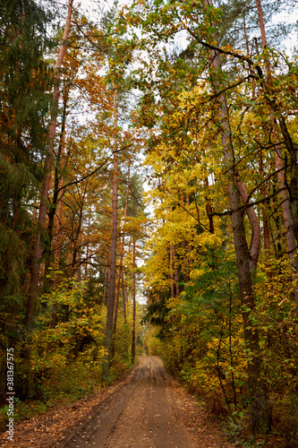 Rural road in the autumn forest strewing with yellow leaves. © Kiryl Lis