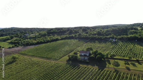 vineyard in region photo