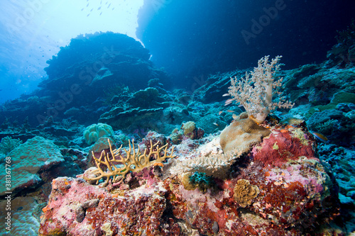 coral sea scape in australia 