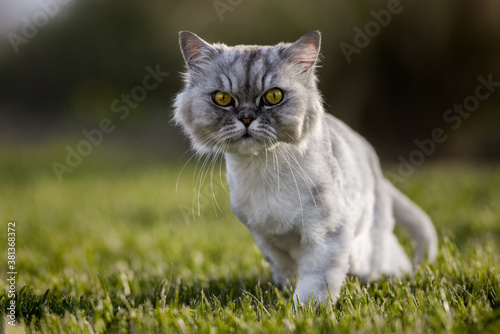 Beautiful grey groomed persian chinchilla cat with green eyes walking outside on the grass at sunset. © Creative Cat Studio