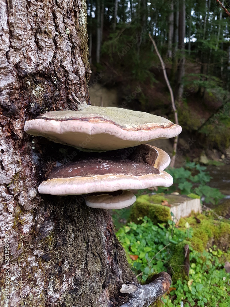 Pilze wachsen nicht nur am Boden sondern auch an alten Baumstämmen. Gerade in mehreren Schichten sehen sie besonders gut aus. Pilze wachsen nicht nur am Boden sondern auch an alten Baumstämmen. Gerade in mehreren Schichten sehen sie besonders gut aus.