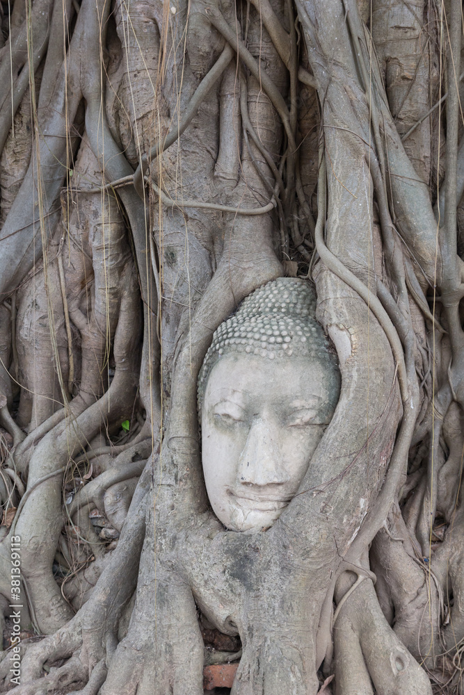 Old tree with buddha head