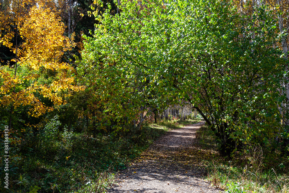 Mystery hiking trail with fallen leaves and tree arch in autumn forest, landscape with perspective view and sunshine Mystery hiking trail with fallen leaves and tree arch in autumn forest, landscape with perspective view and sunshine