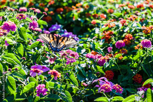 Butterflies and Blossoms - No.5 photo