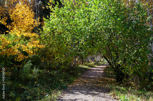 Mystery hiking trail with fallen leaves and tree arch in autumn forest, landscape with perspective view and sunshine