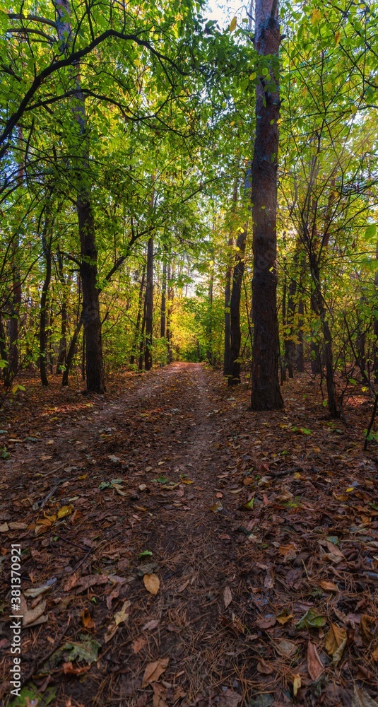 Fallen leaves in a shady forest Fallen leaves in a shady forest