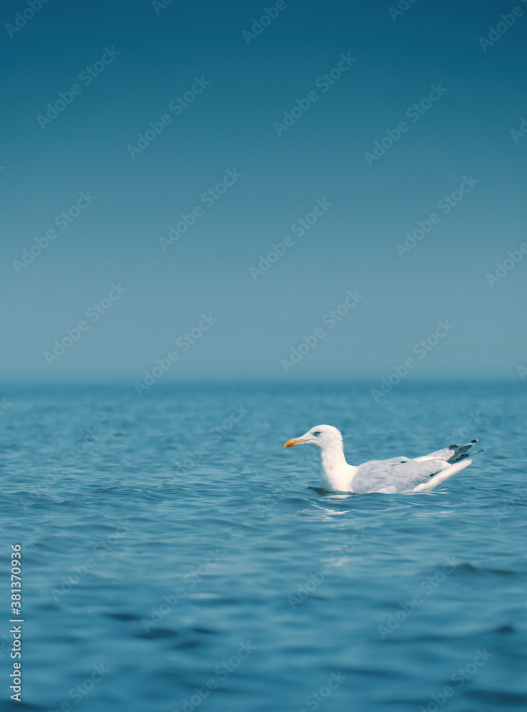seagull on the baltic sea