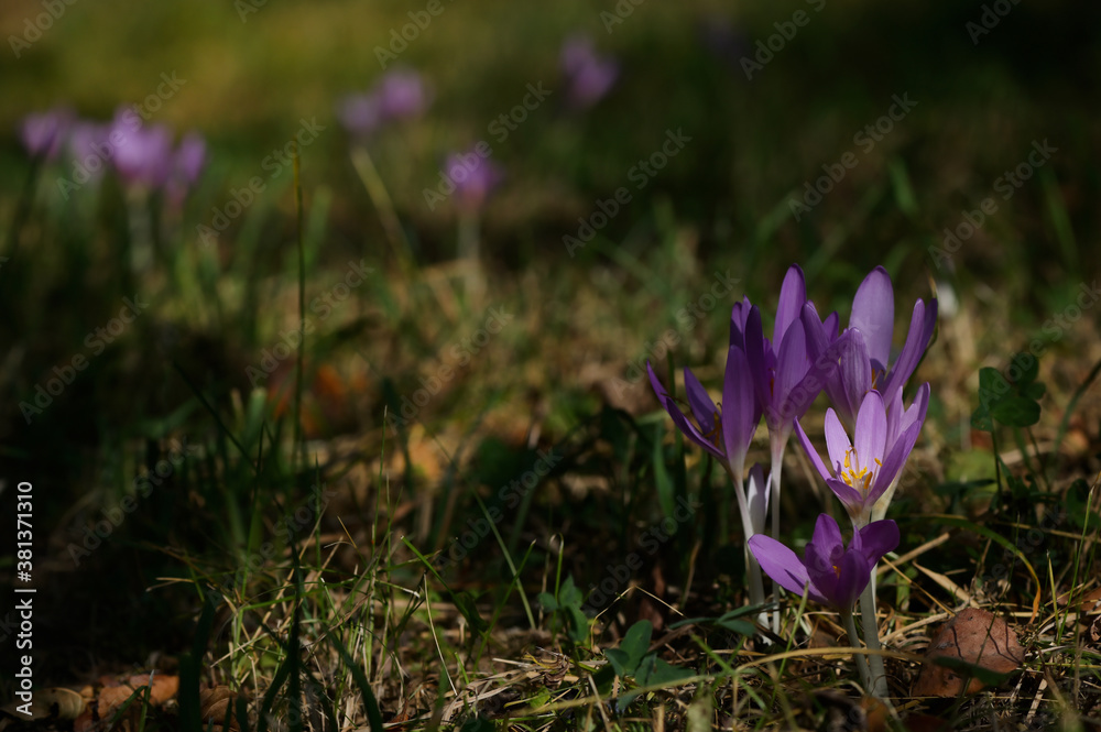 Wild crocus (Crocus tommasinianus) blooming Wild crocus (Crocus tommasinianus) blooming