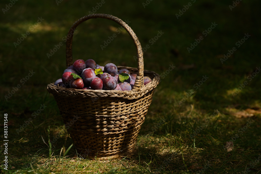 Old Basket with Ripe Plums Old Basket with Ripe Plums