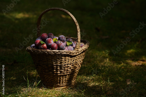 Old Basket with Ripe Plums