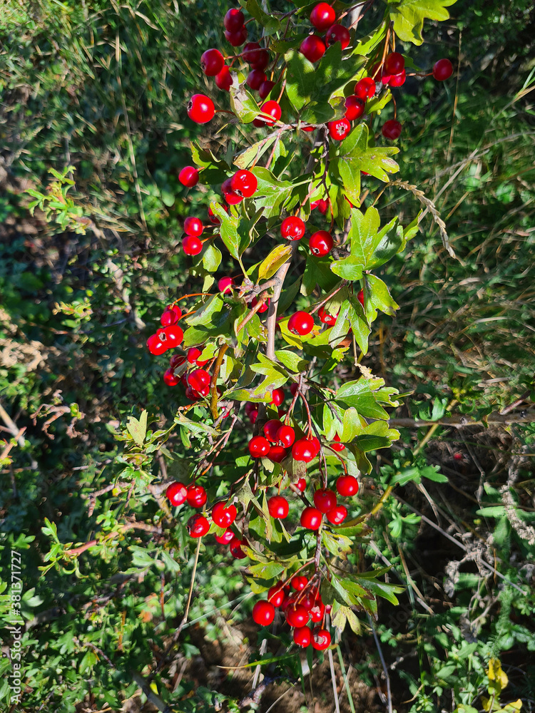 Botany, Hawthorn Bush