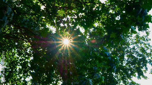 rays of the sun in the form of a star in the leaves of a tree. color