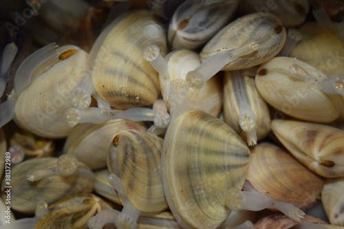 Alive seashell closeup pile. Underwater picture of marine animals. Fresh Seafood background