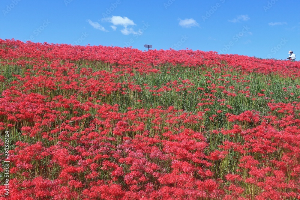 矢勝川の彼岸花 矢勝川の彼岸花