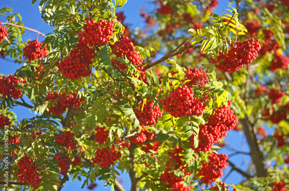 Fototapeta premium Close up of rowan/ mountain ash fruit againts blue sky