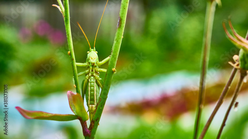 green grasshopper in the garden. macro. color