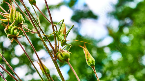 green grasshopper in the garden. macro. color