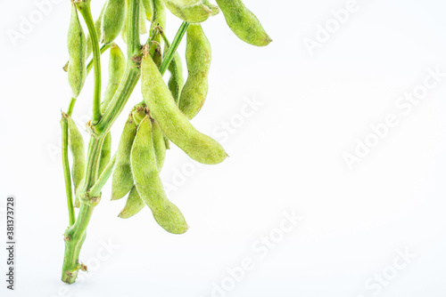 Fresh soybeans on white background