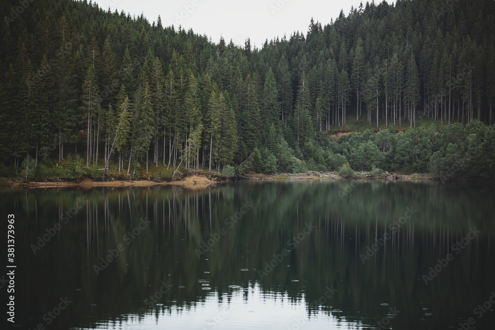 Moody Green forest by the lake in reflection in the water beauty in nature