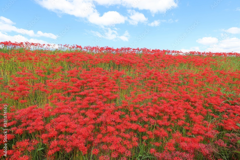 矢勝川の彼岸花