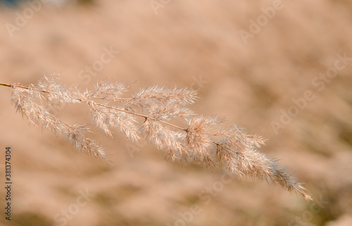 reed layer, reed seeds. Golden reed grass in the fall in the sun. Abstract natural background. Beautiful pattern with neutral colors. Minimal, stylish, trend concept.