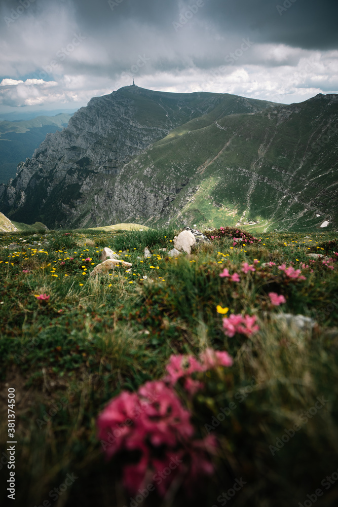 Panoramic view in lawn are covered by pink rhododendron flowers, cloudy sky and high mountain in summer time. Location Carpathian,Bucegi,Romania.