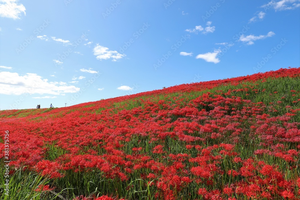 矢勝川の彼岸花