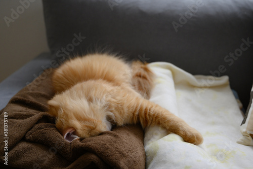 毛布に顔をうずめて寝る猫（マンチカン） © T.Hashimo