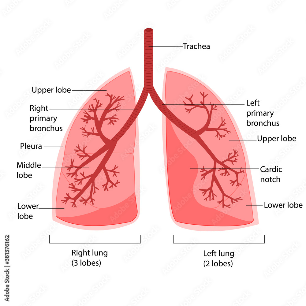Obraz premium Structure of the lungs. Vector illustration