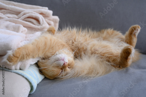 ソファでヘソ天して寝る猫（マンチカン）