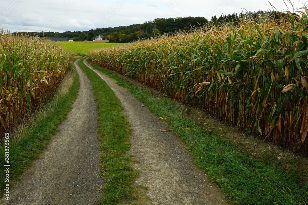 Dirt road in the corn fields
