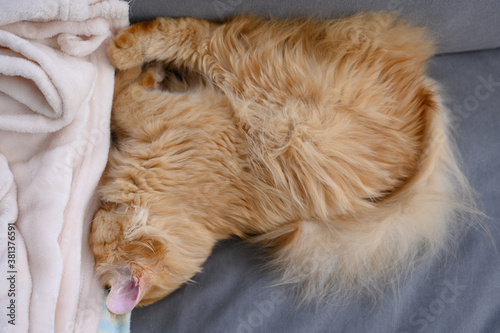 ソファでヘソ天して寝る猫（マンチカン）