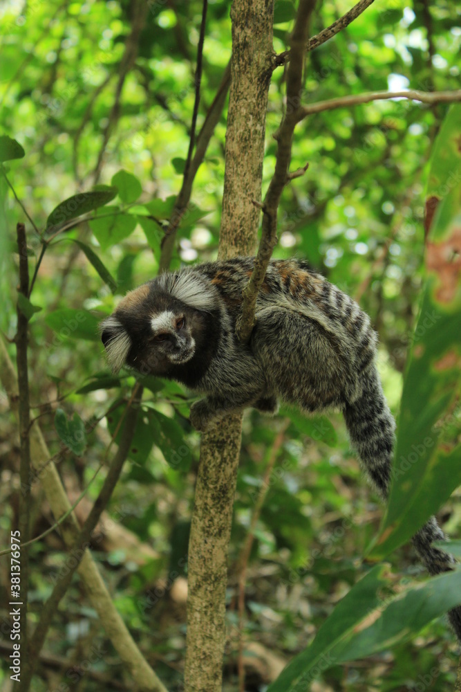 Fototapeta premium Black-tufted marmoset