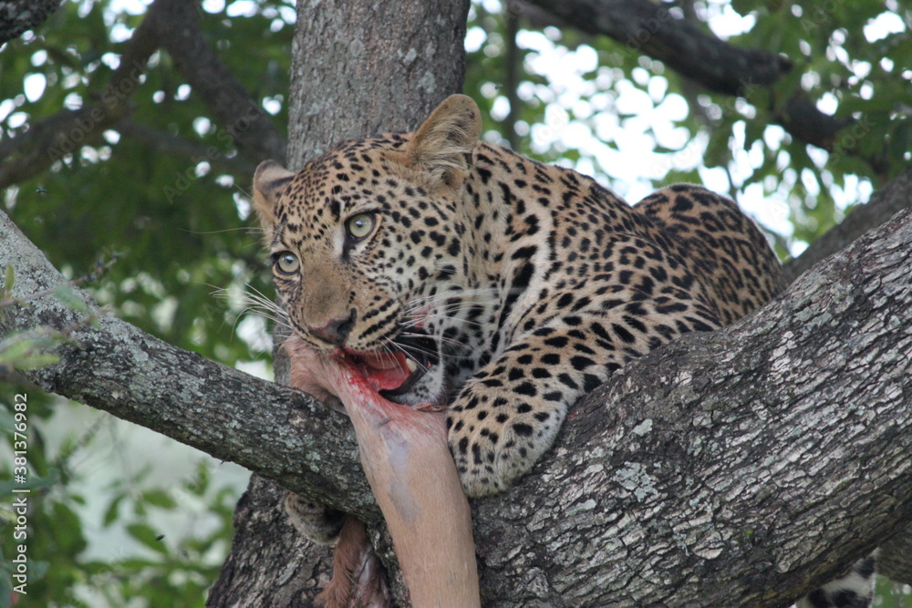 Leopard eating impala Leopard eating impala
