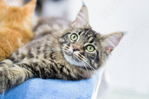 Maine Coon kitten lie on a blue velvety background. © Visionlabs