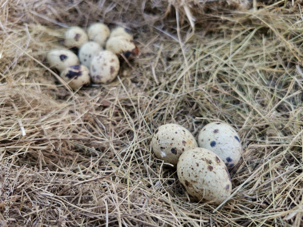 Obraz premium three quail egg in the foreground and many eggs in the background lie on the hay