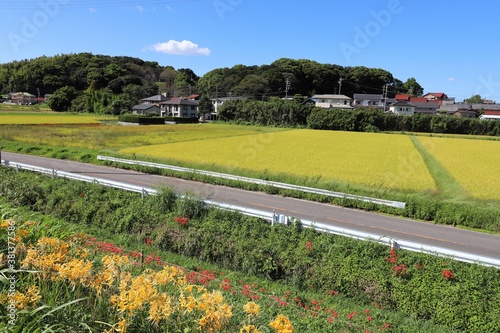 矢勝川の彼岸花