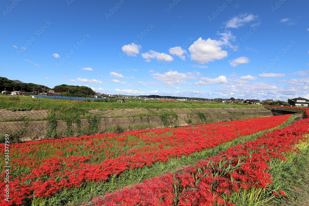 矢勝川の彼岸花