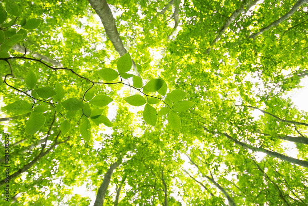 Obraz premium ブナの森