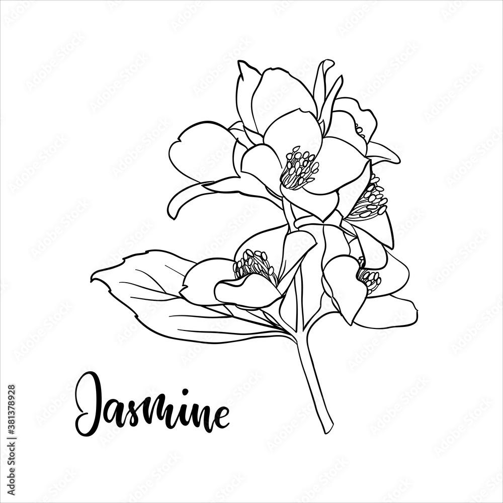 Jasmine flower sketch in doodle, Colorful drawing on a white background.::  tasmeemME.com